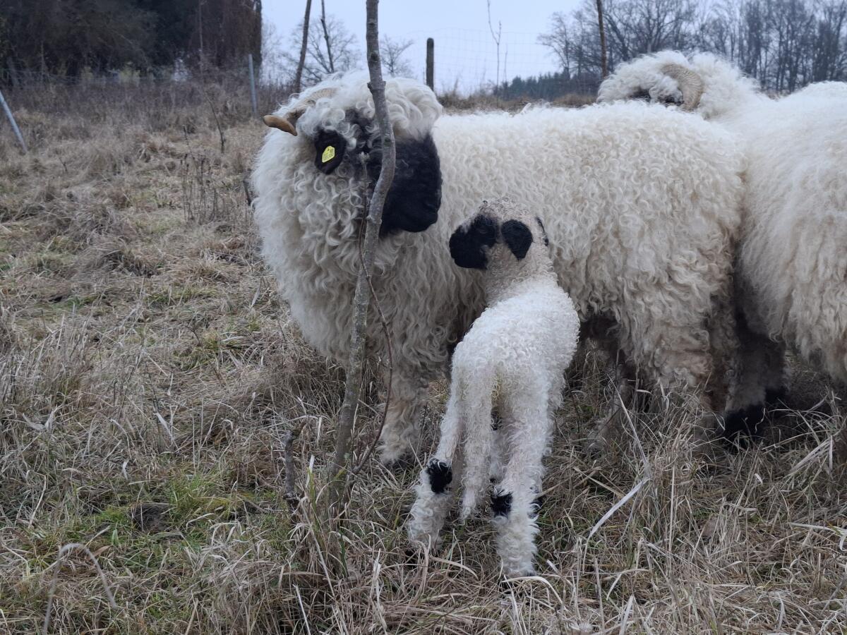 Walliser Schwarznasen-Widderlamm - perfekt gezeichnet 3