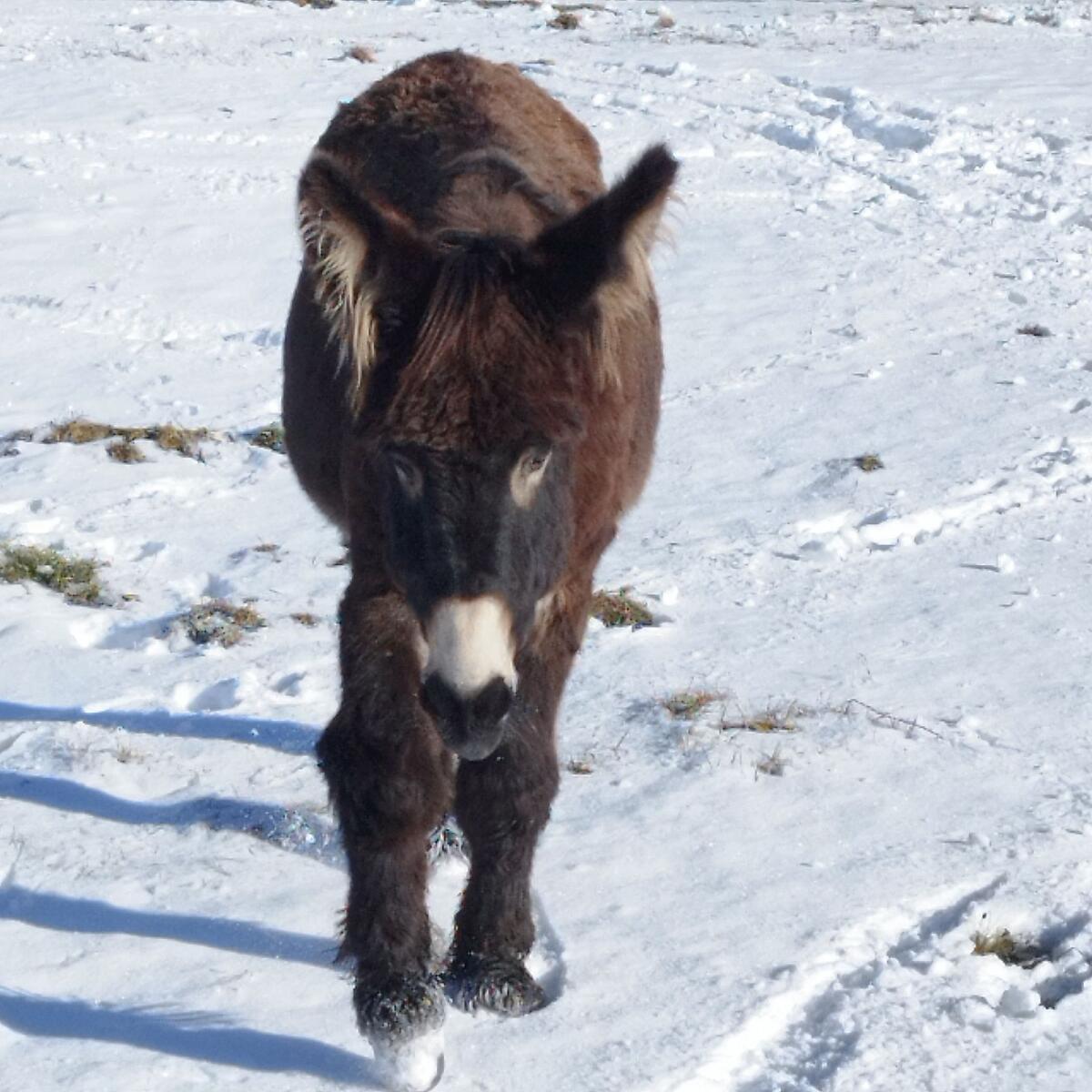 Paitou Esel Hengst Mischling 2