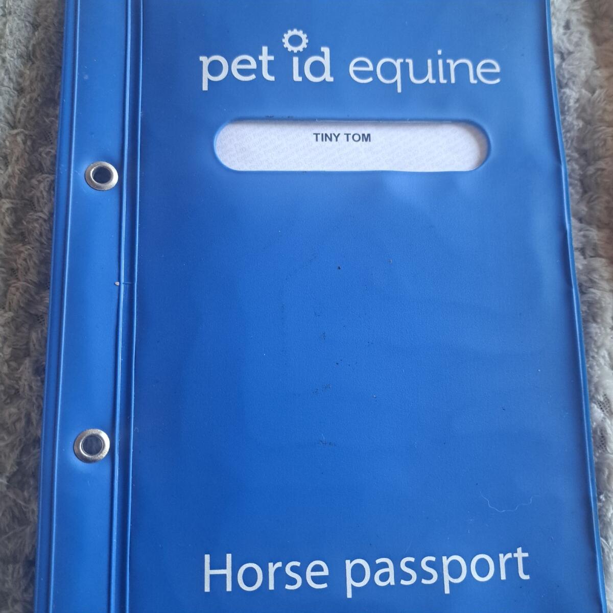 Wunderschöner Tinker zu verkaufen 2