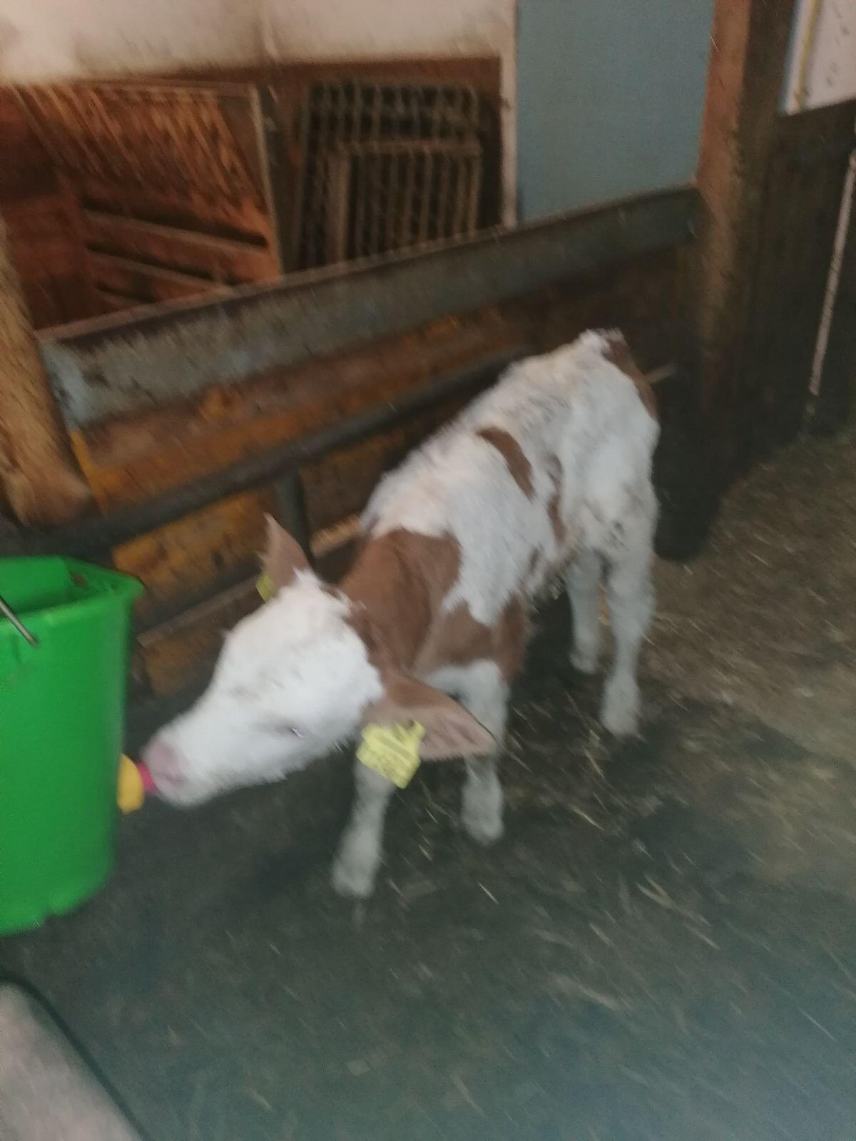 Bio Fleckvieh-Stierkalb 2