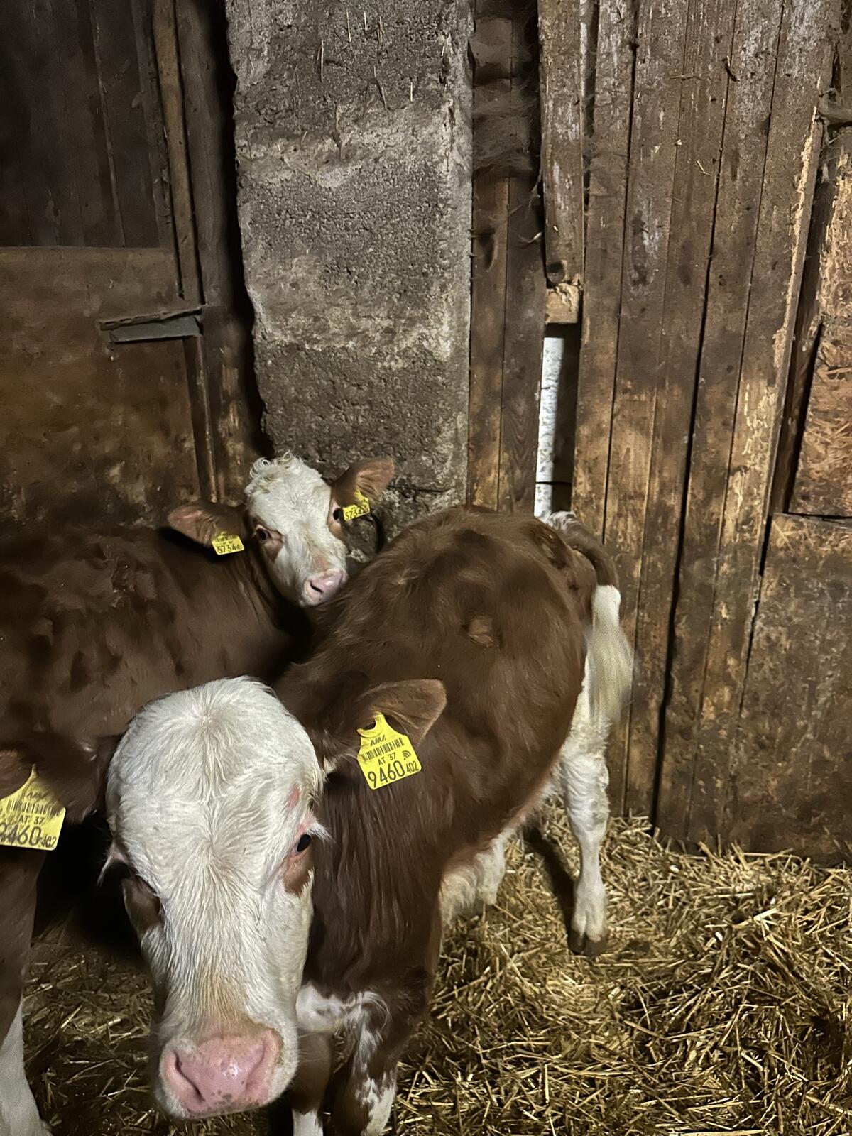 Kälber 2