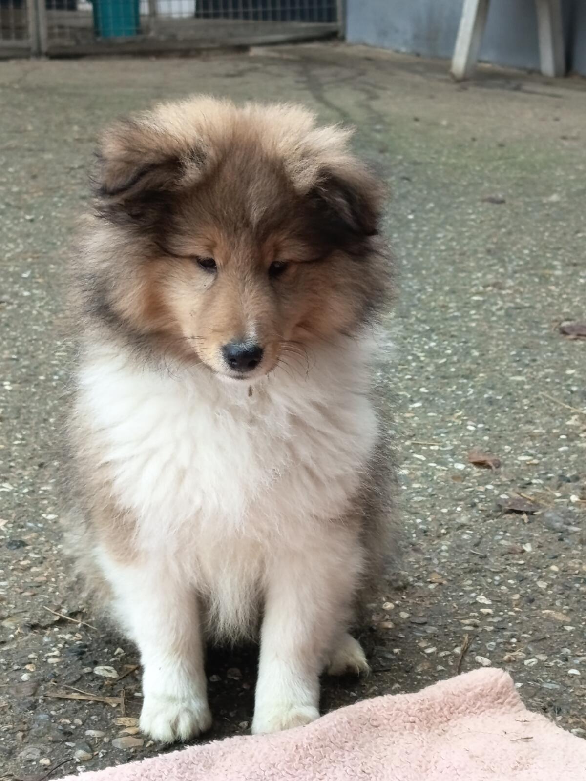 Sheltie Welpe Rüde 2
