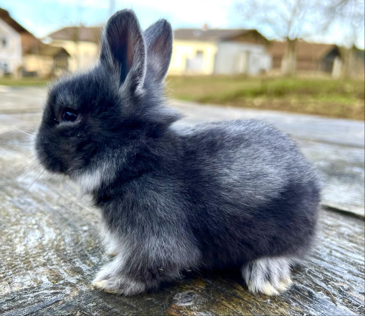 Zwergkaninchen Löwenkopf 2
