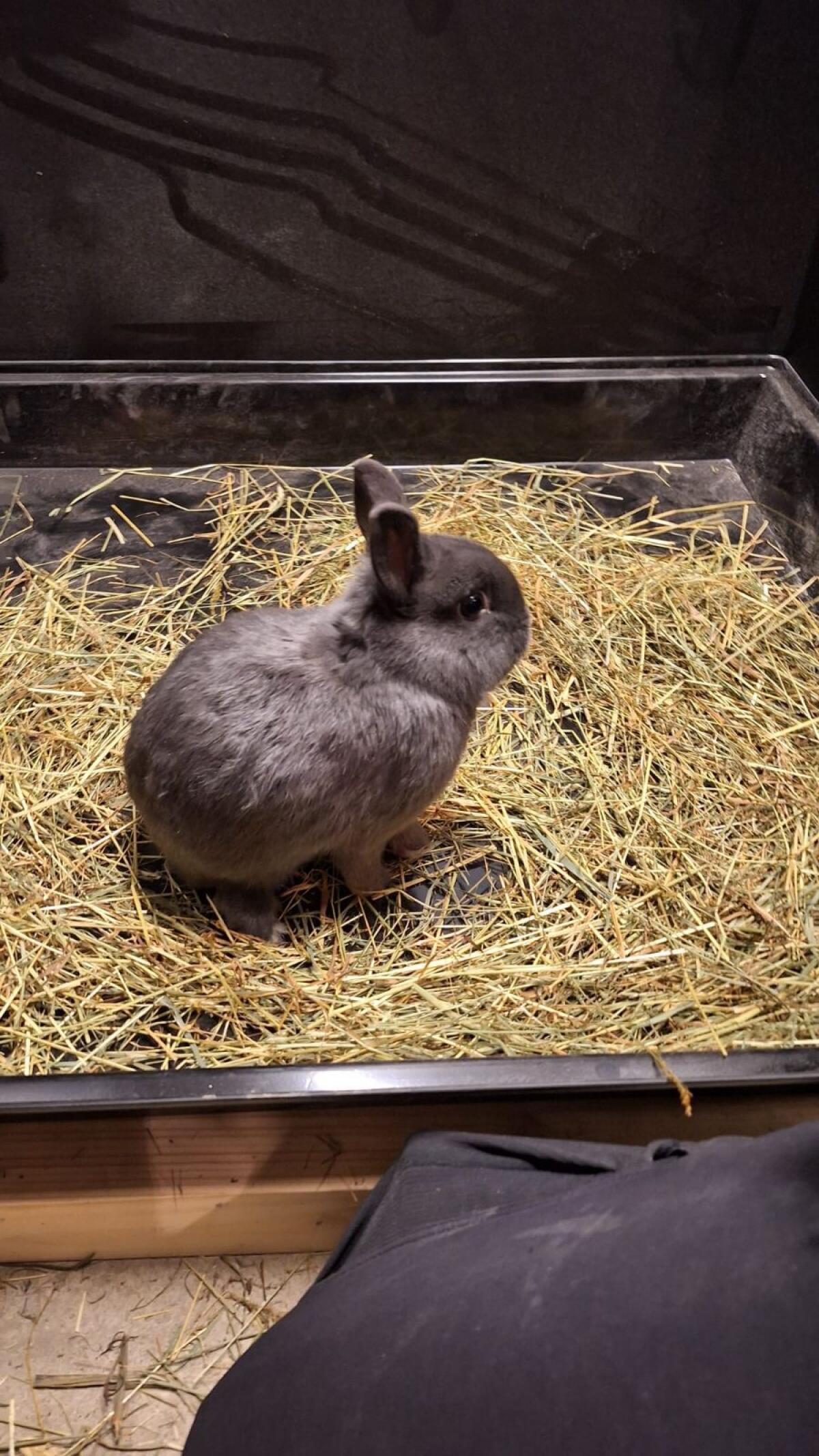 Farbenzwerge blau, Hasen 3