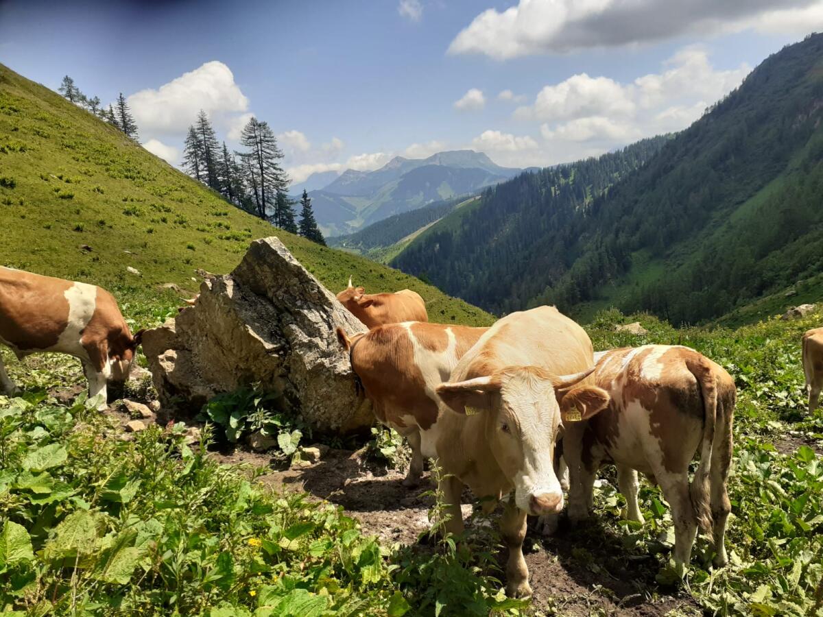 Suche Alm oder Weidefläche für Rinder 2