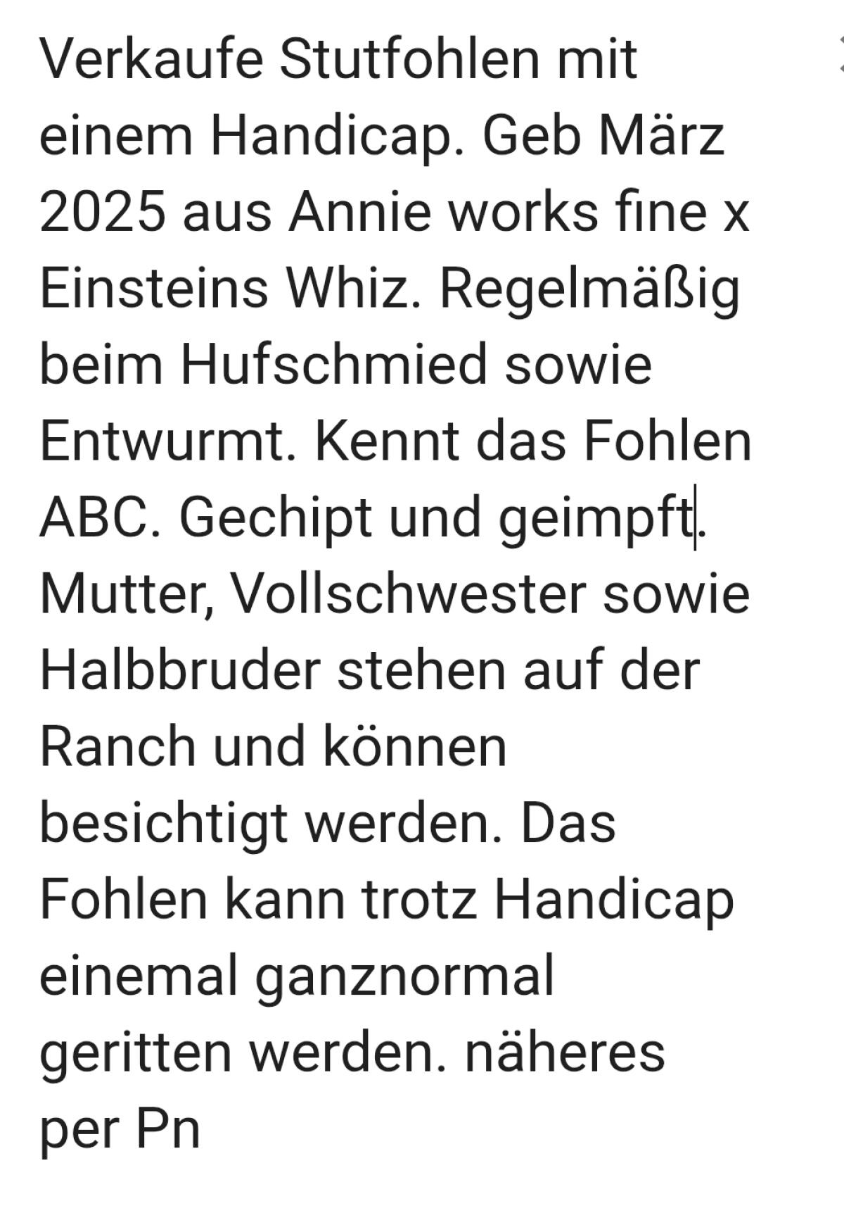 Quarter Stutfohlen 3