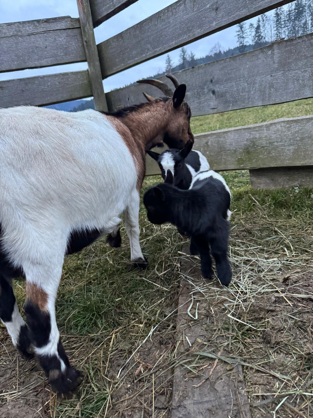 Zwergziegen Weibchen und Bock 2