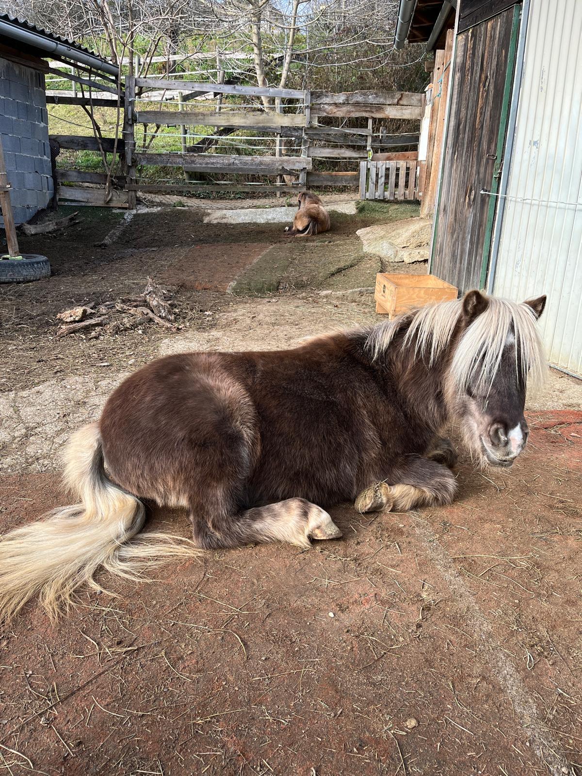 Austrian Pony Wallach 2