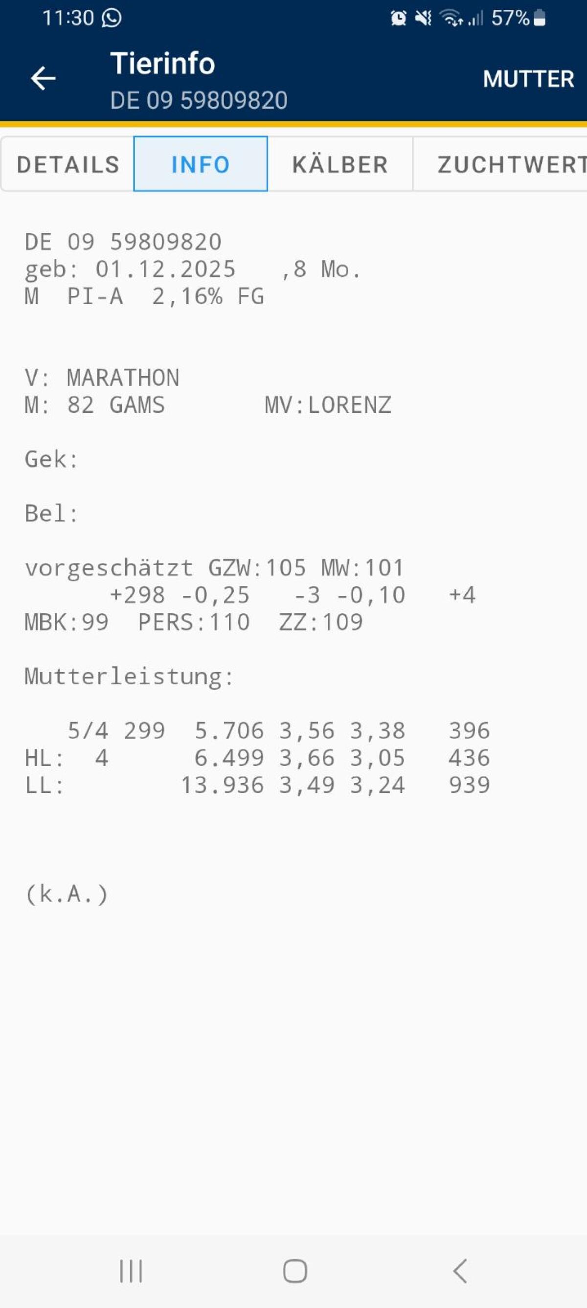 Pinzgauer Stierkalb 3