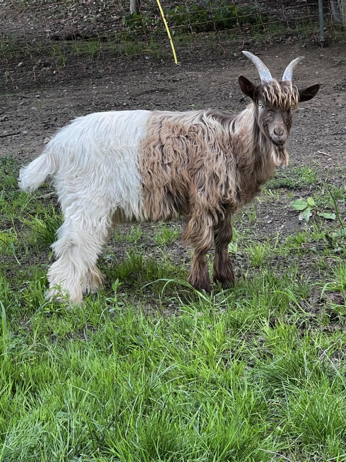 Kupferhalsziegenbock 3