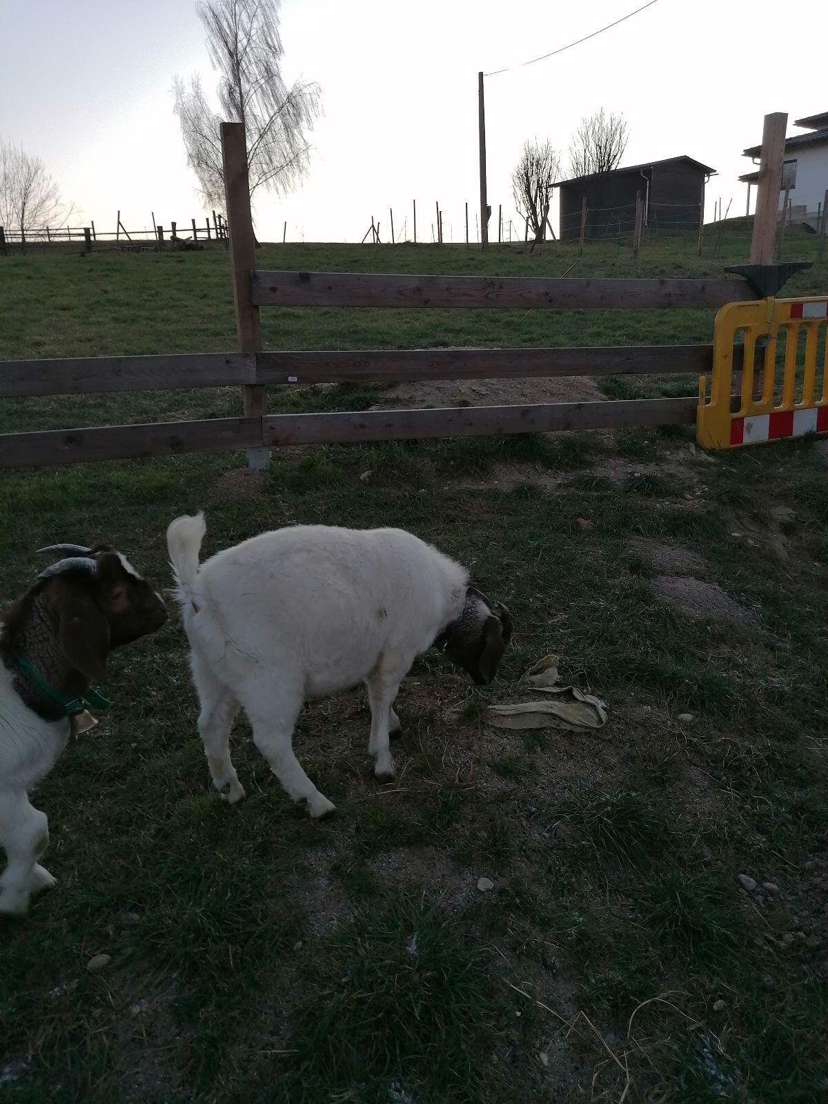 Buren Kastraten zu verkaufen 2