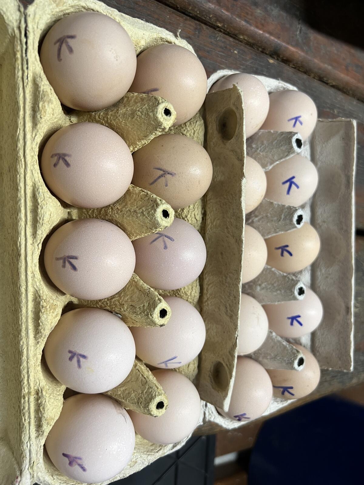 Original iranische Lari 3