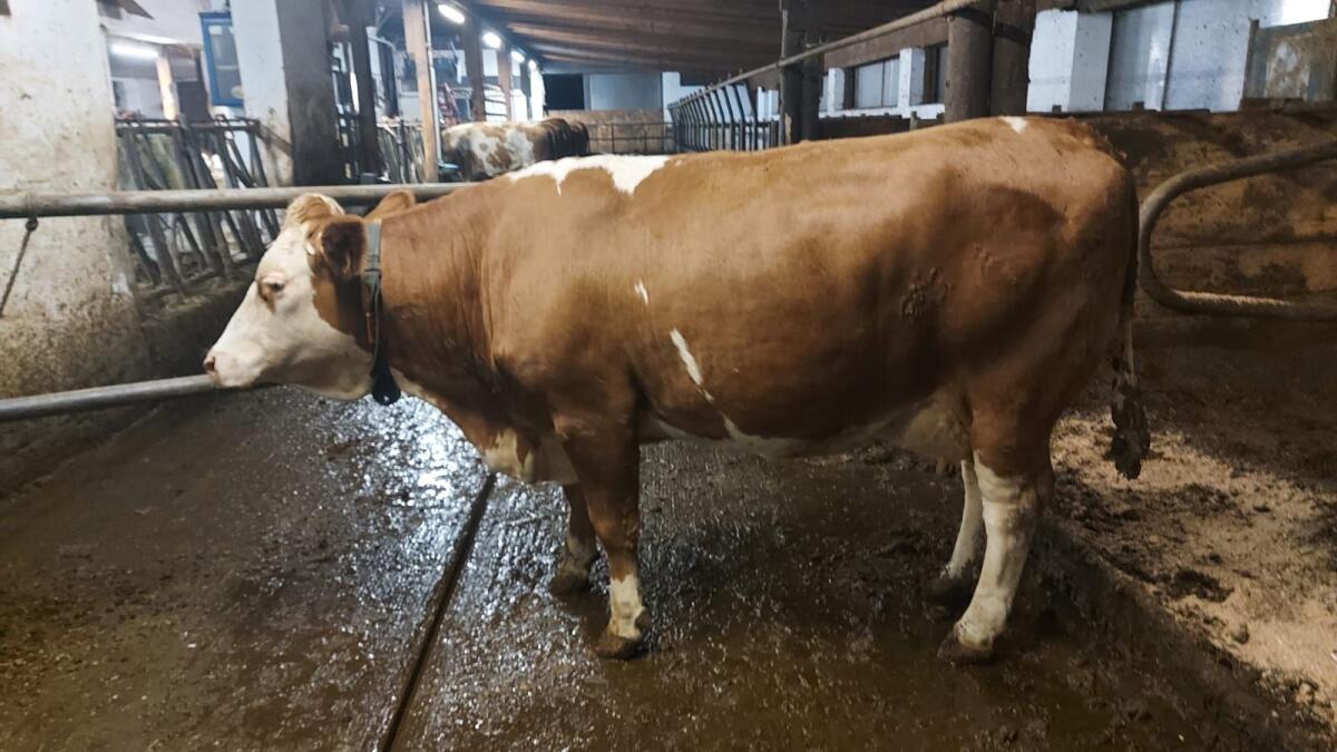 Fleckvieherstlingskuh 3