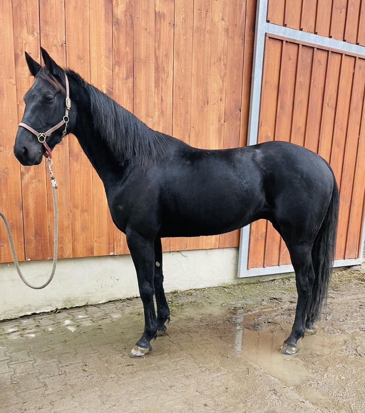 Traberwallach / Reitpferd / Freizeitpferd 2