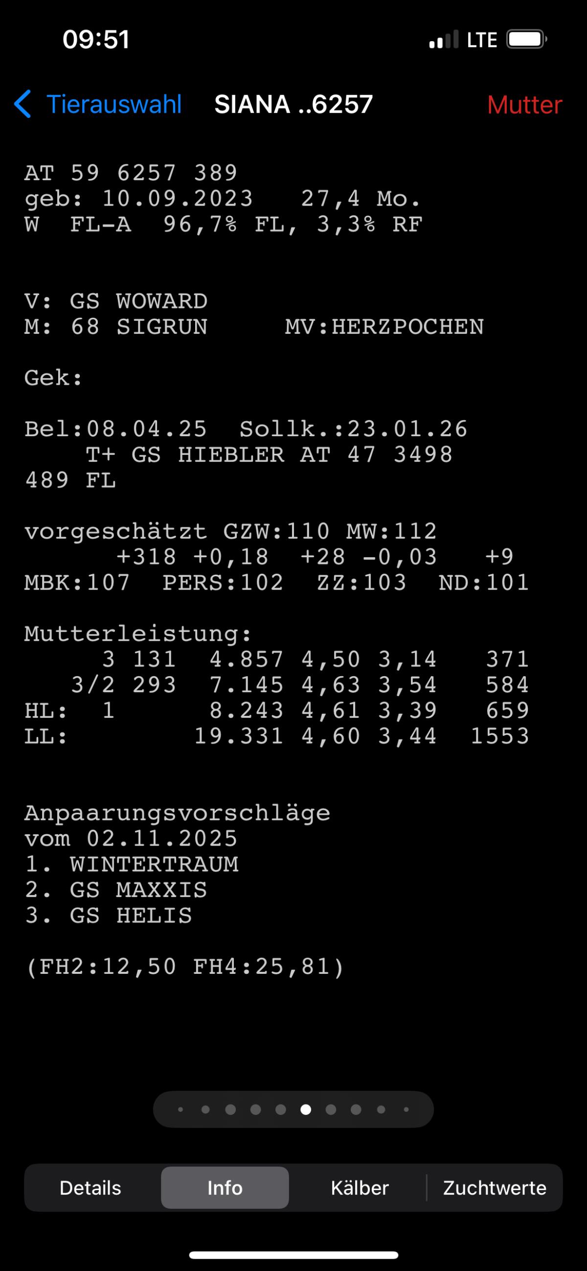 Trächtige Kalbinnen 2