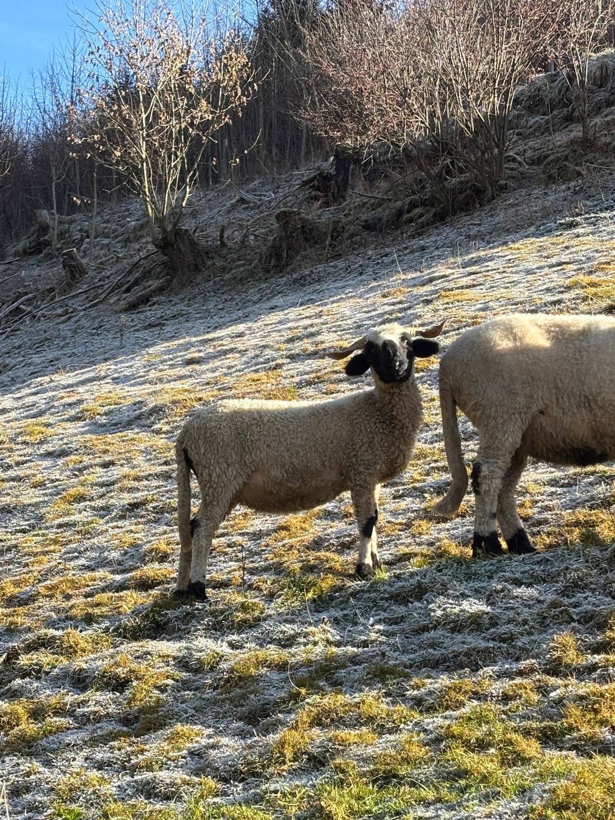 Walliser Schwarznasenschafe 2
