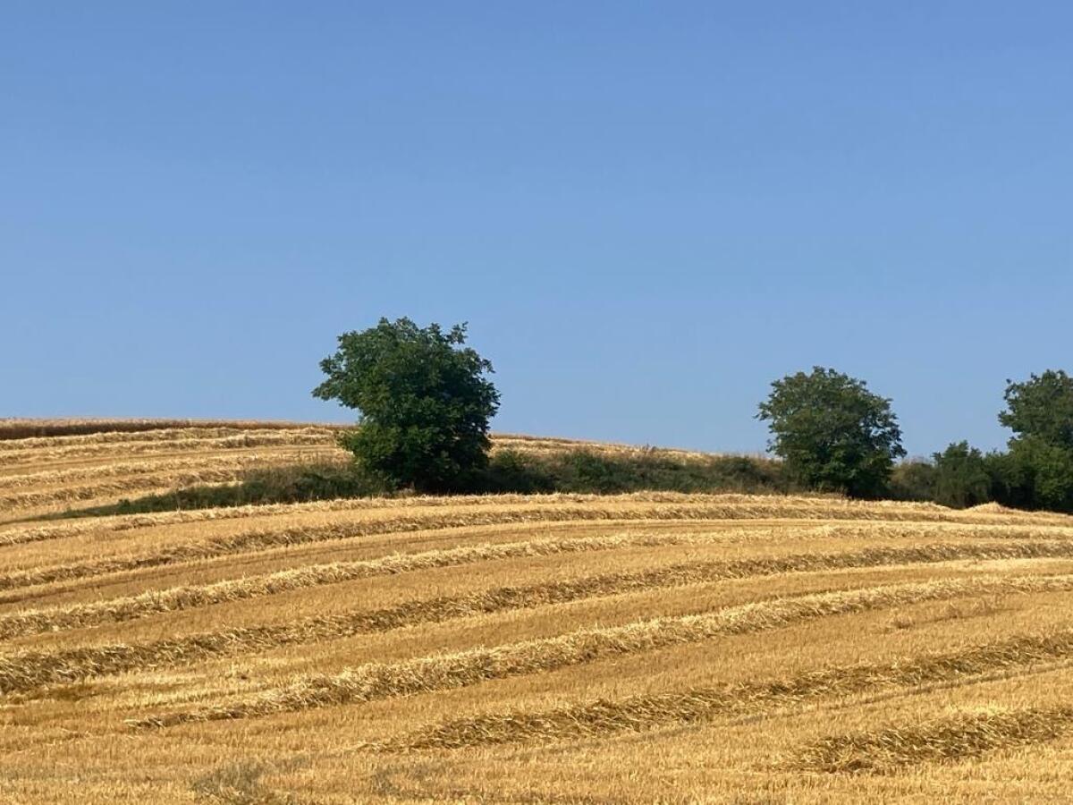 Verkaufe Weizenstroh 3