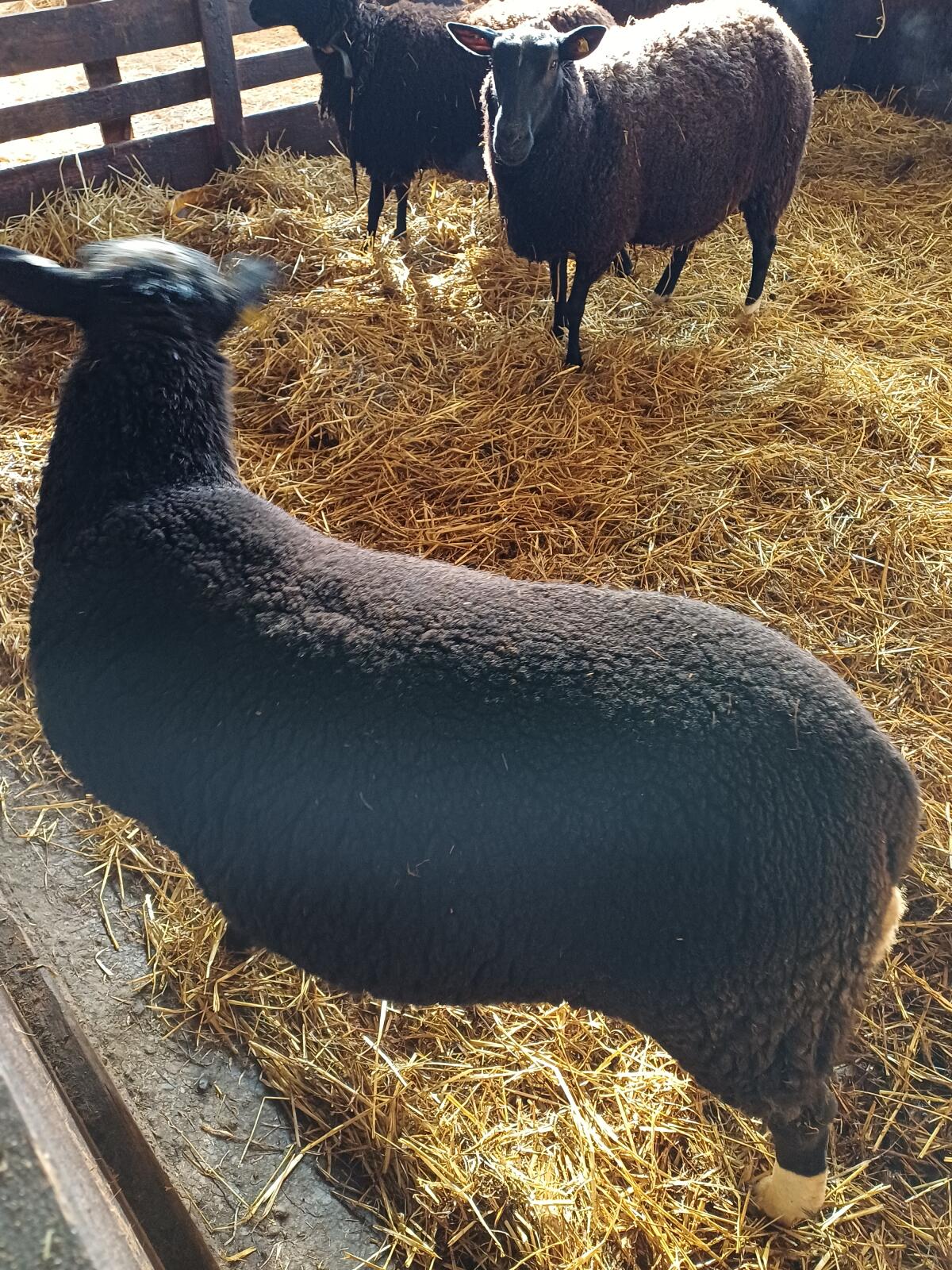 5 trächtige Zwartbles Mutterschafe mit 1b Jungwidder 3