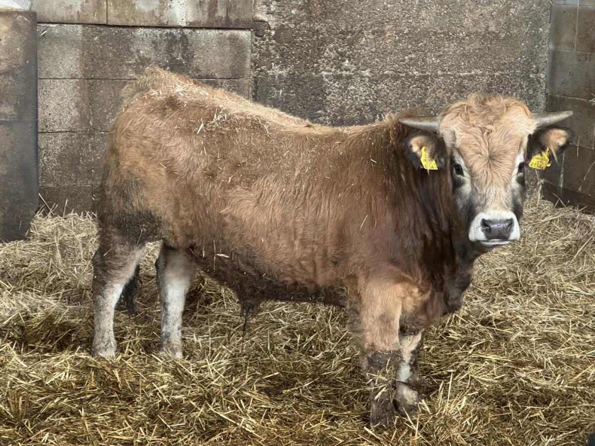 Aubrac-Stier 3