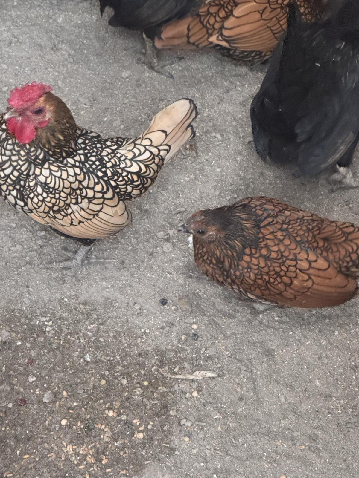 Zwerghühner und Hähne 3