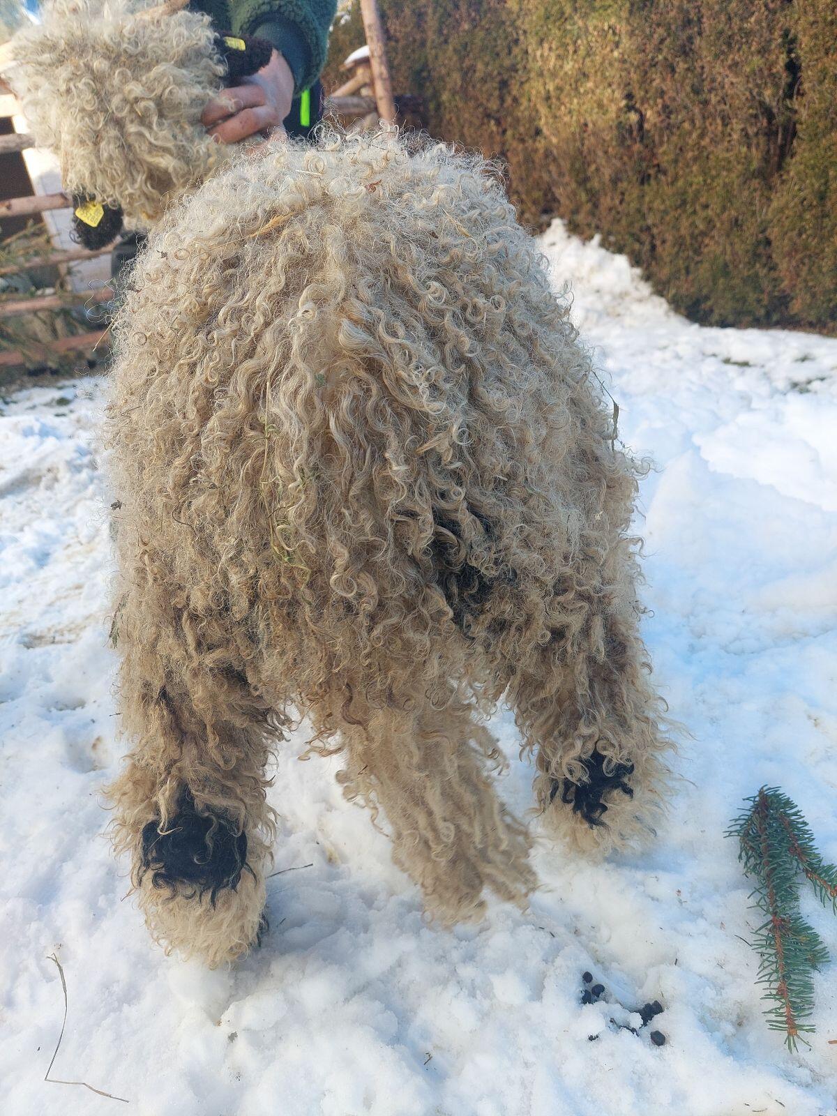 Weibliches Walliser Schwarznasen Lamm 3