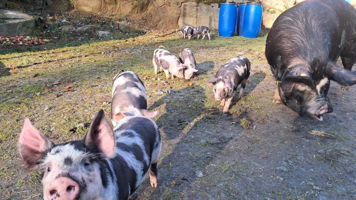 BIO Ferkel - Berkshire x Pietrain 2