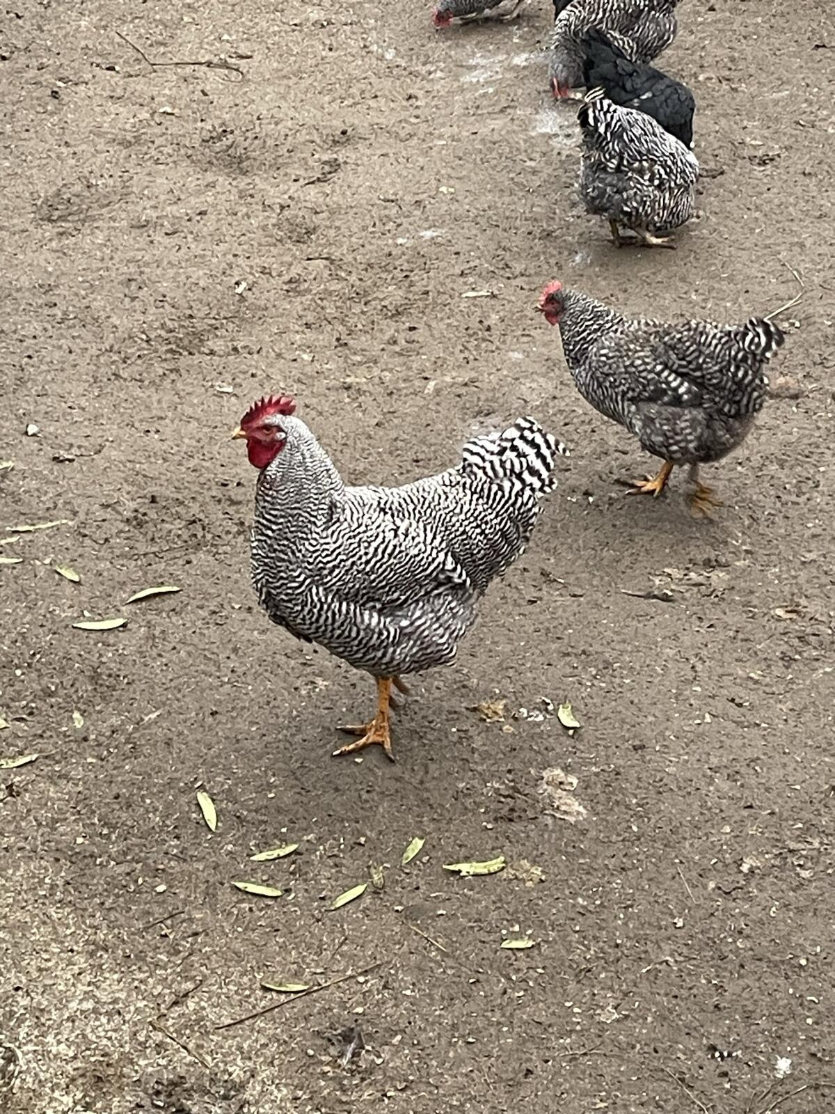 Hahn Amrock Hähne Hühner 2