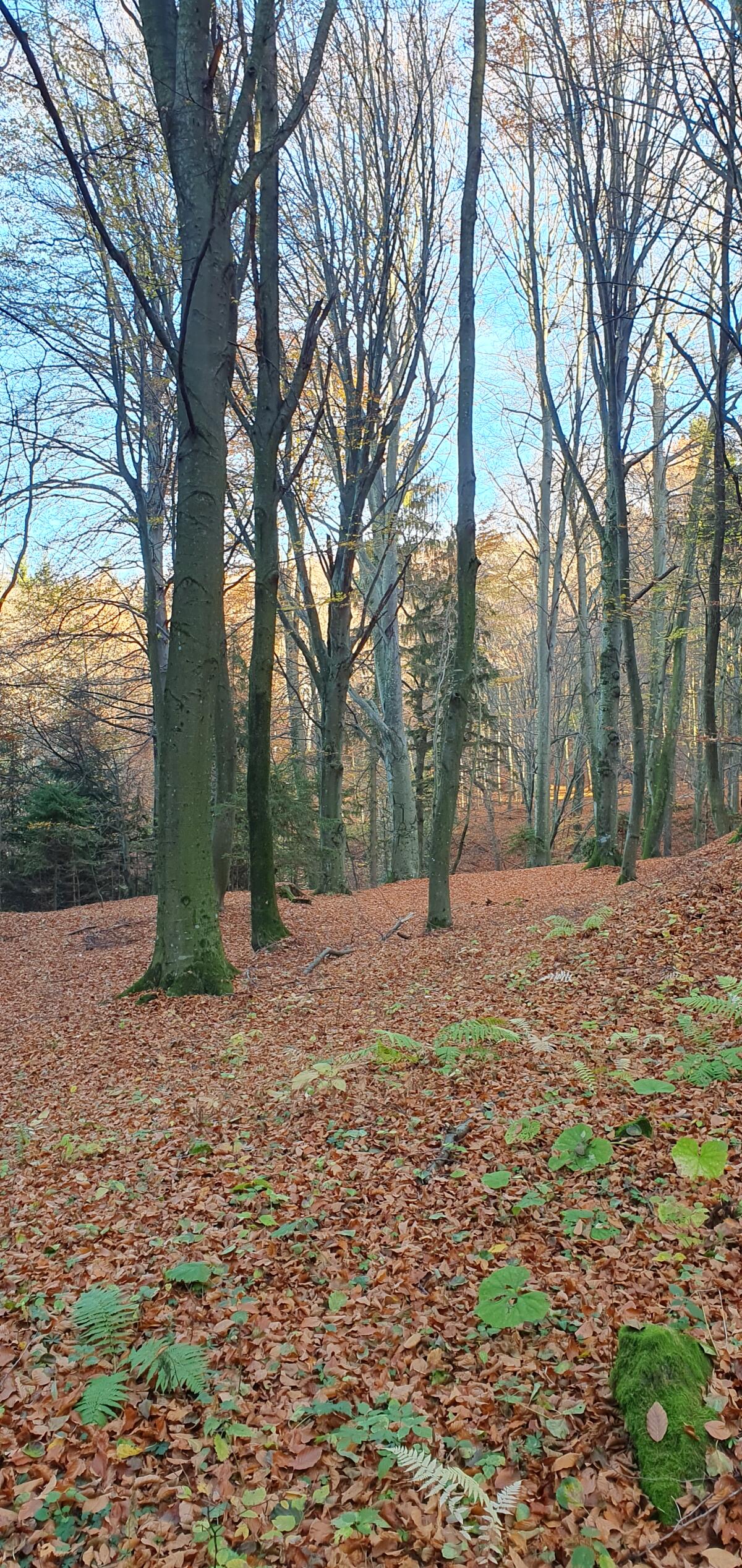 Wald zu verkaufen - Nähe 8344 Bad Gleichenberg, Stmk 2