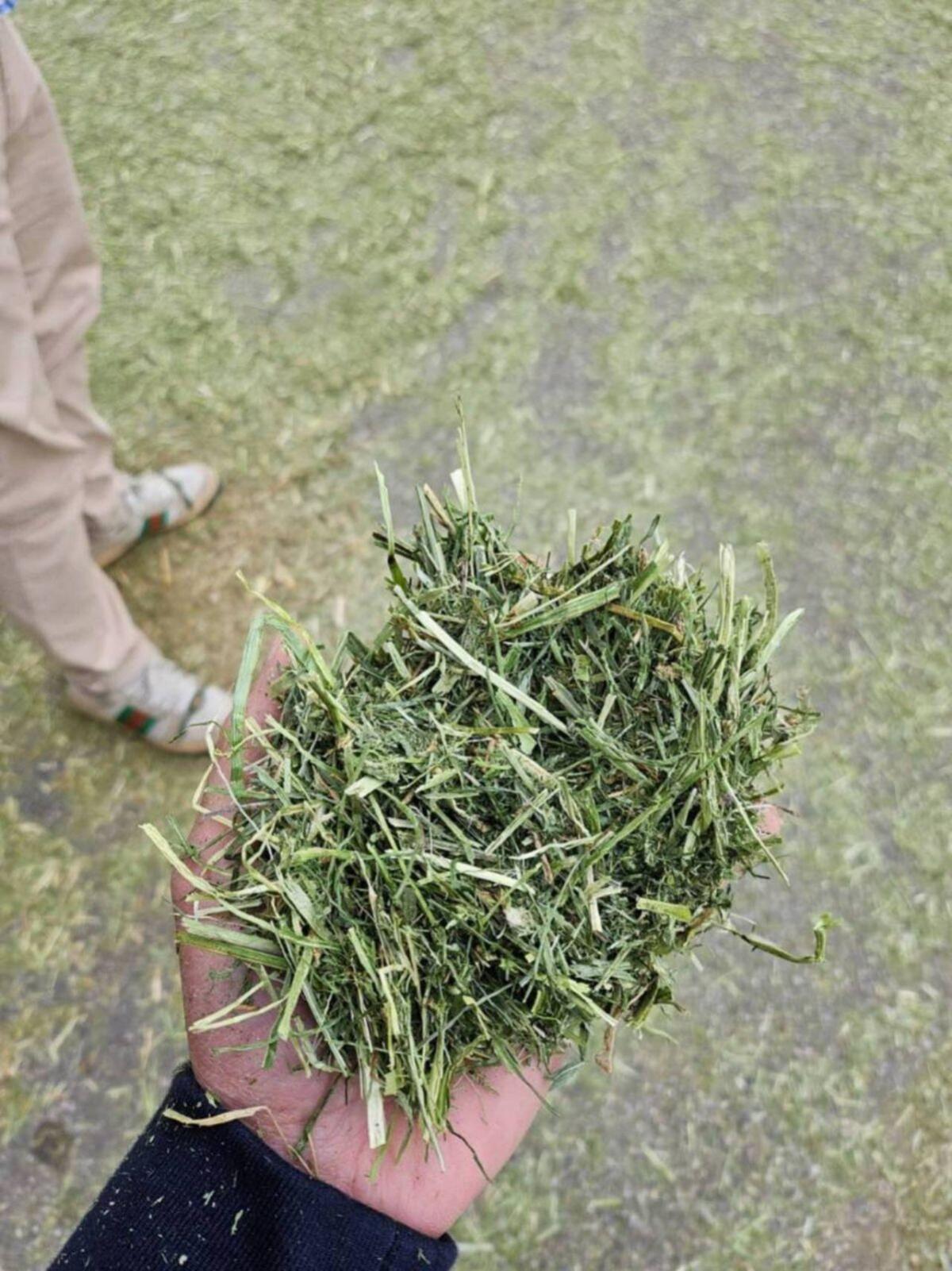 Heu, Klee, heißluftgetrocknet 3