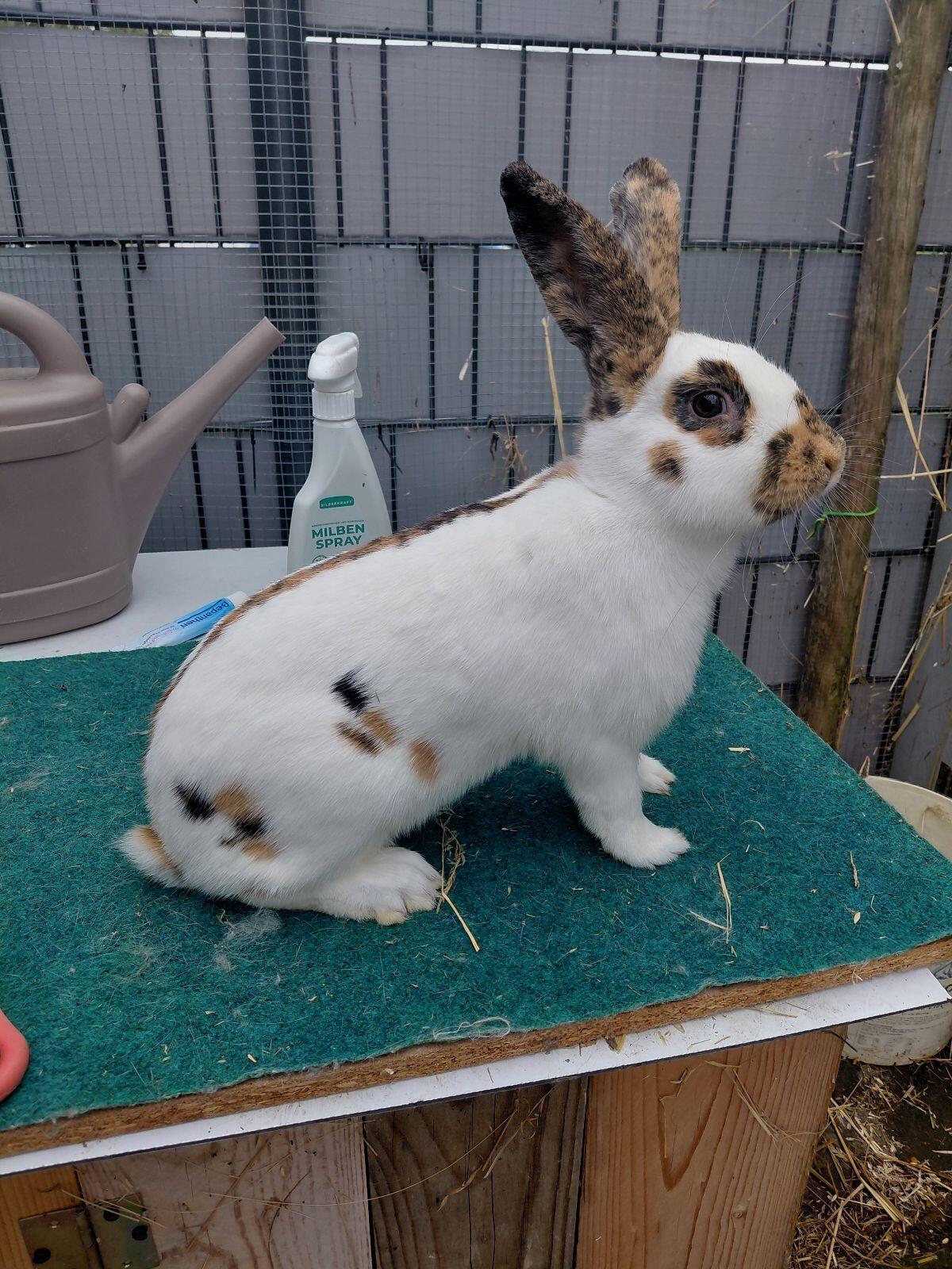 Rheinische Schecke, Dreifarbenschecken, Kaninchen, Hase 3