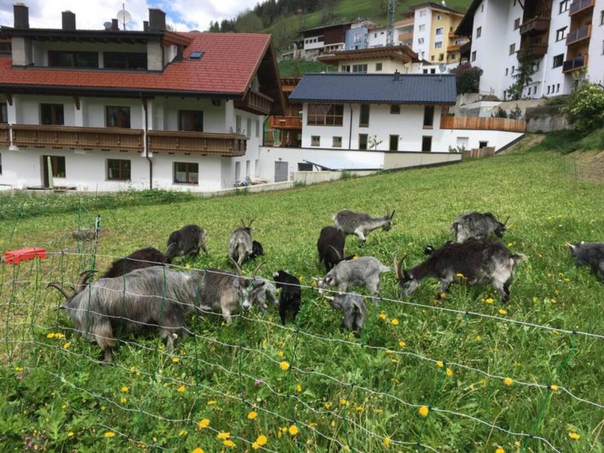 Blobe Ziegen und Kitz 3