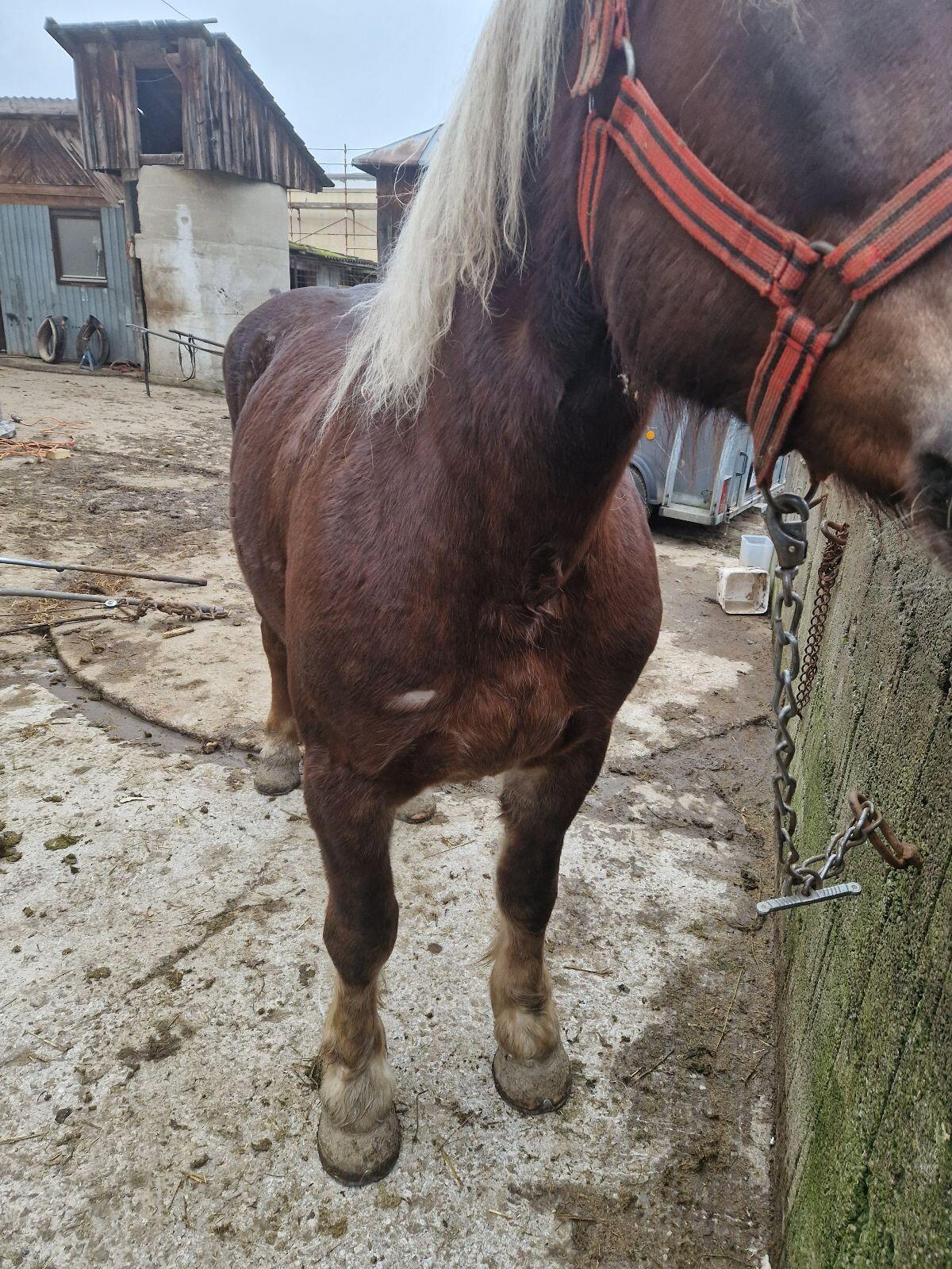 Noriker Stute Dunkelfuchs Ricky 2