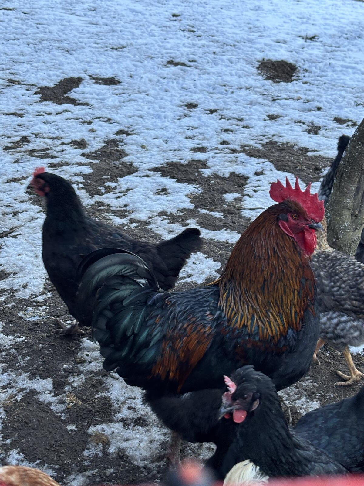 Wunderschöner Gockel zu verkaufen 2
