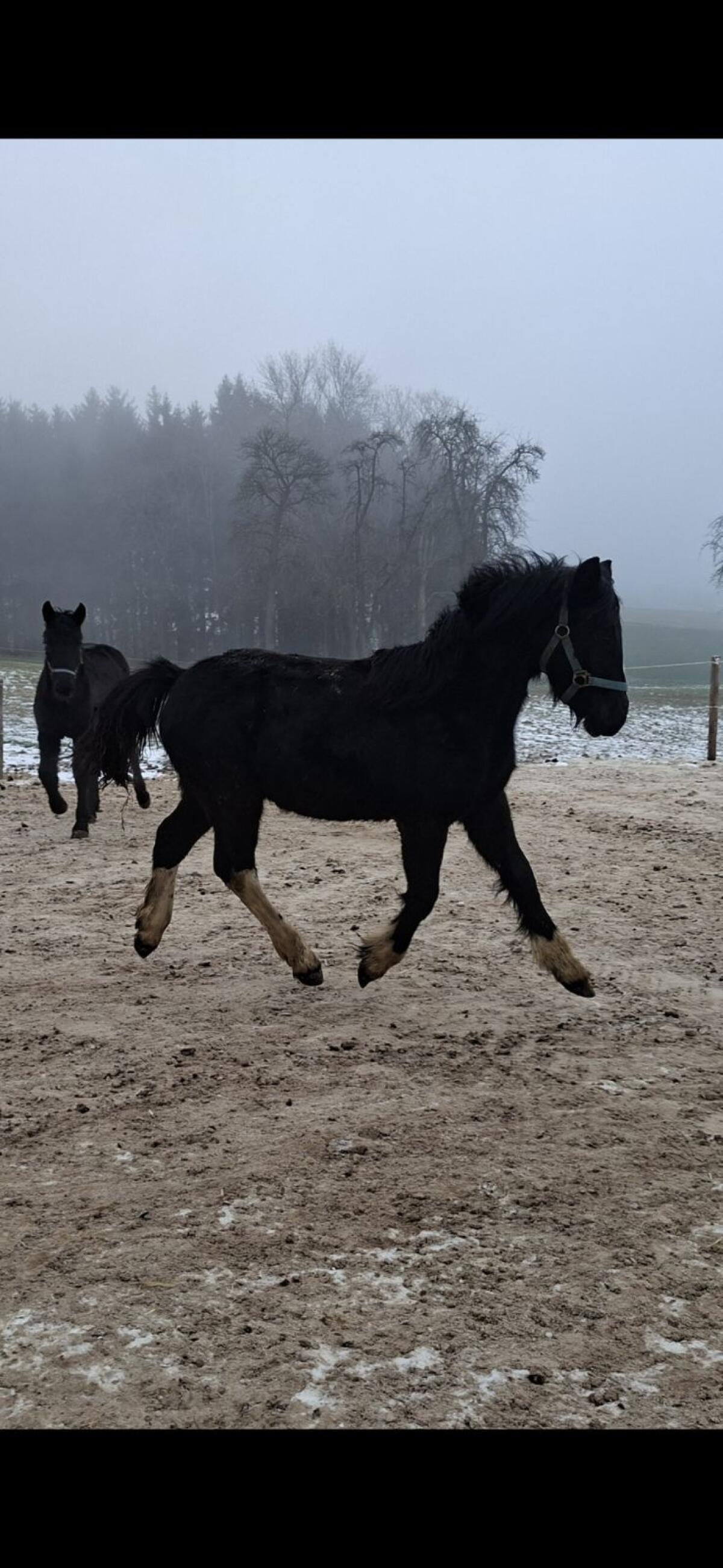 Pinto-Tinker Mix Stutfohlen 3