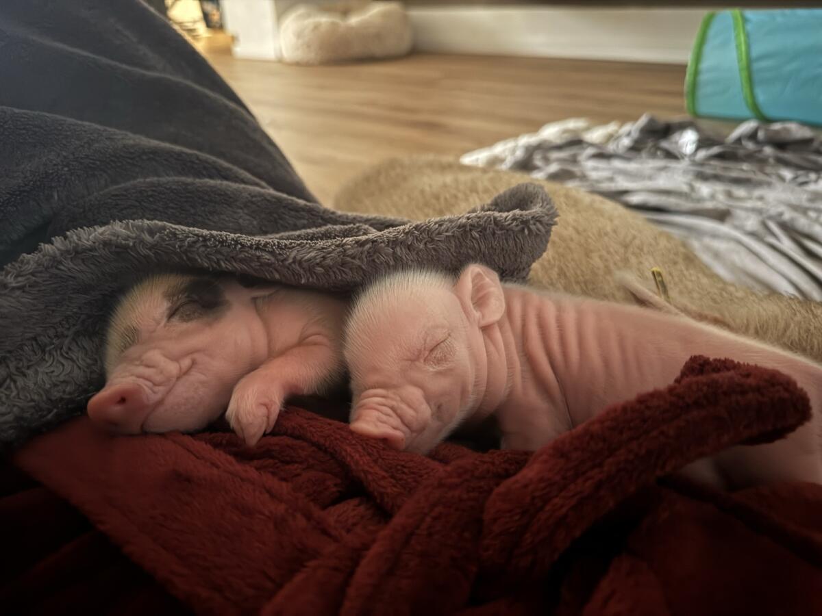 Mini/Micro Schweinchen 3