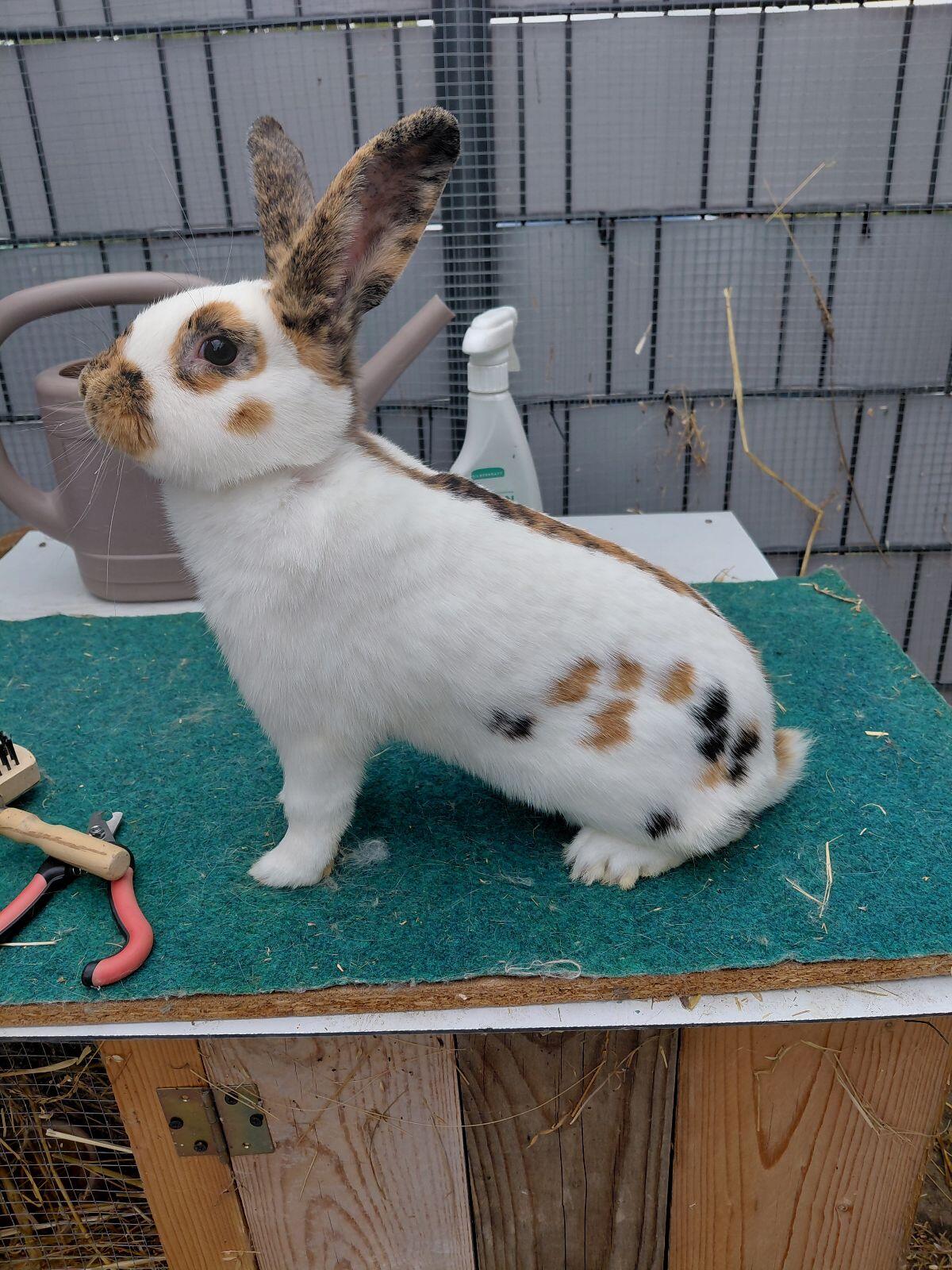 Rheinische Schecke, Dreifarbenschecken, Kaninchen, Hase 2