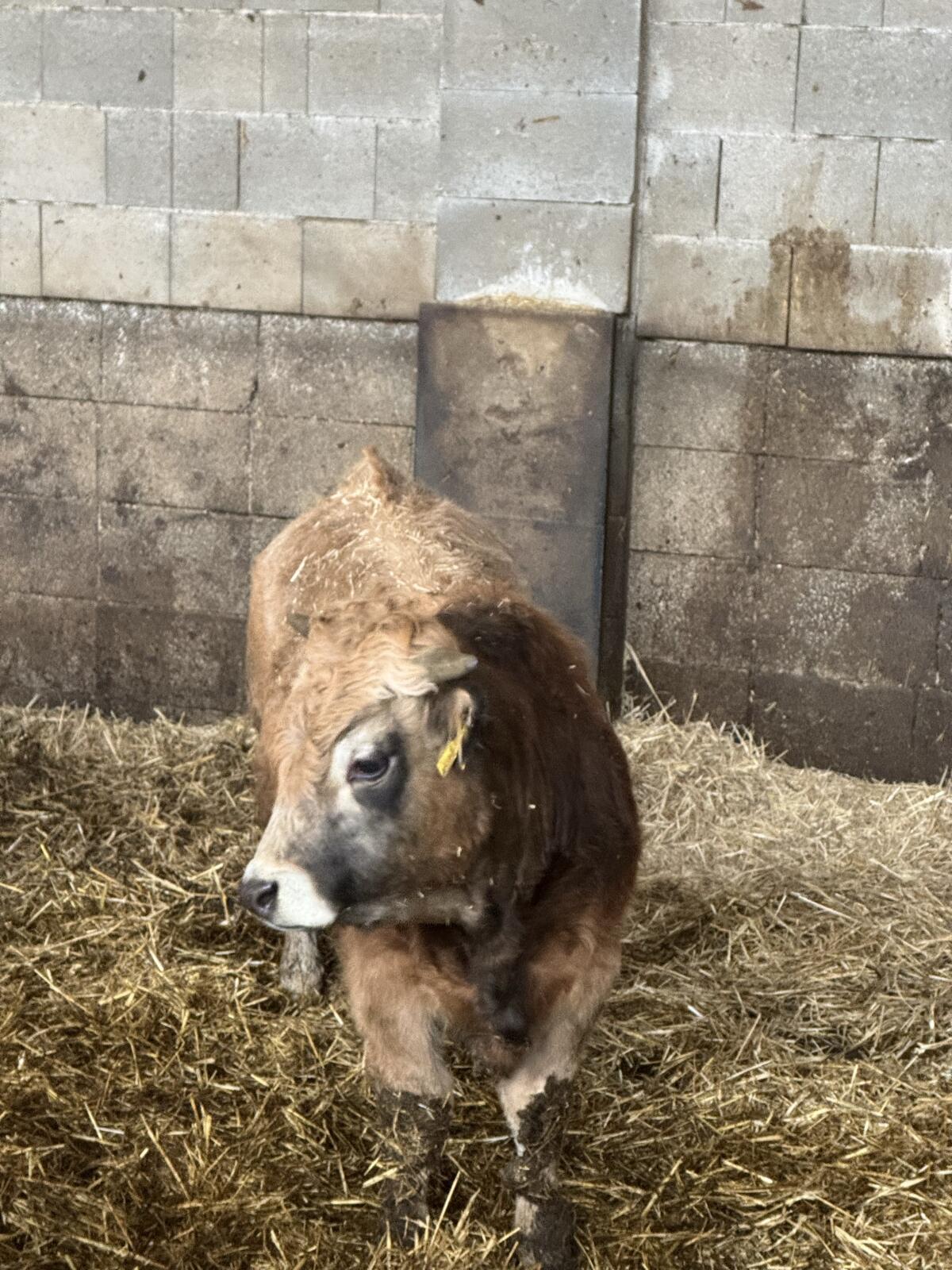 Aubrac-Stier 2
