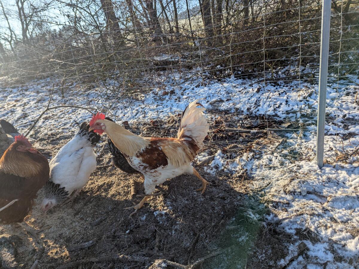 Hahn zu verschenken 2