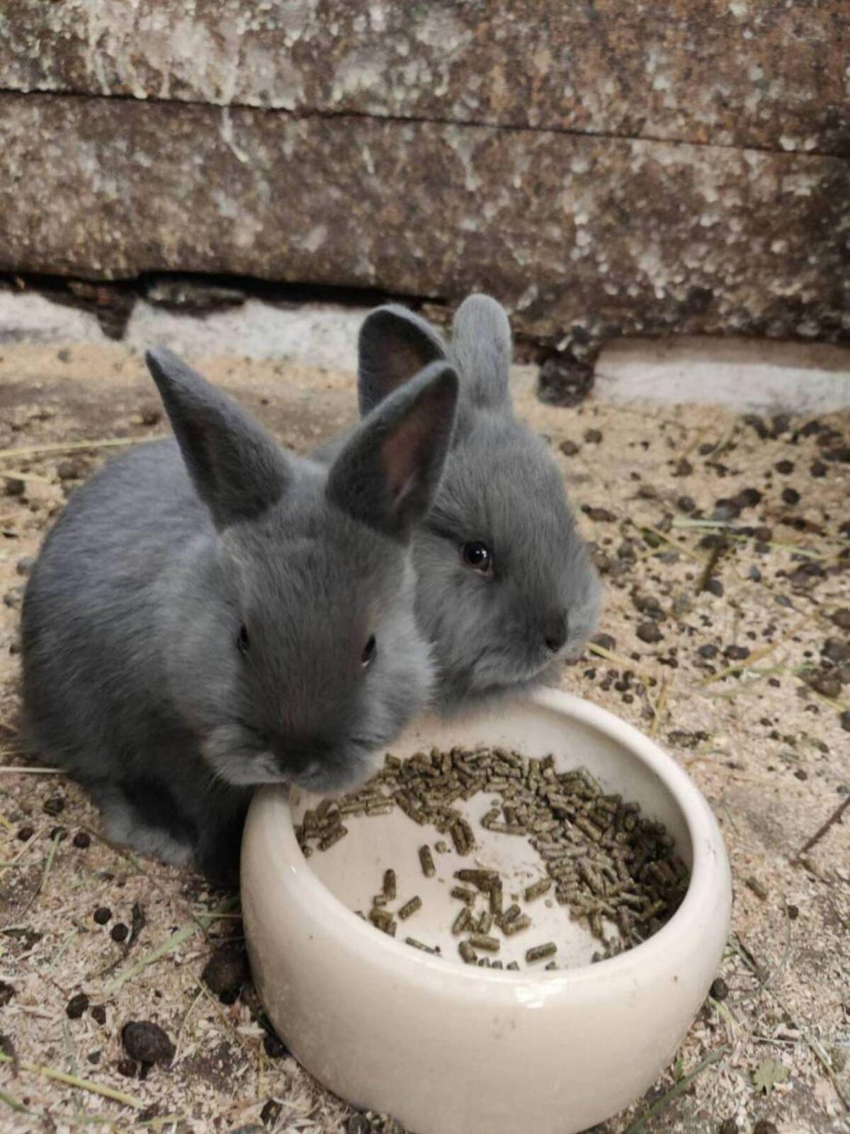 Blaue Wiener Kaninchen 2