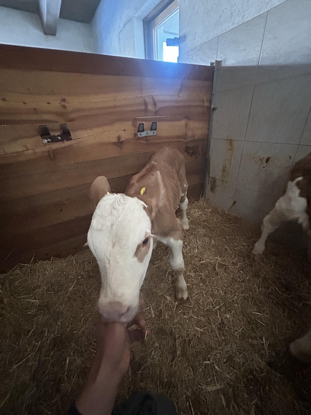 Bio Fleckvieh Kälber 3