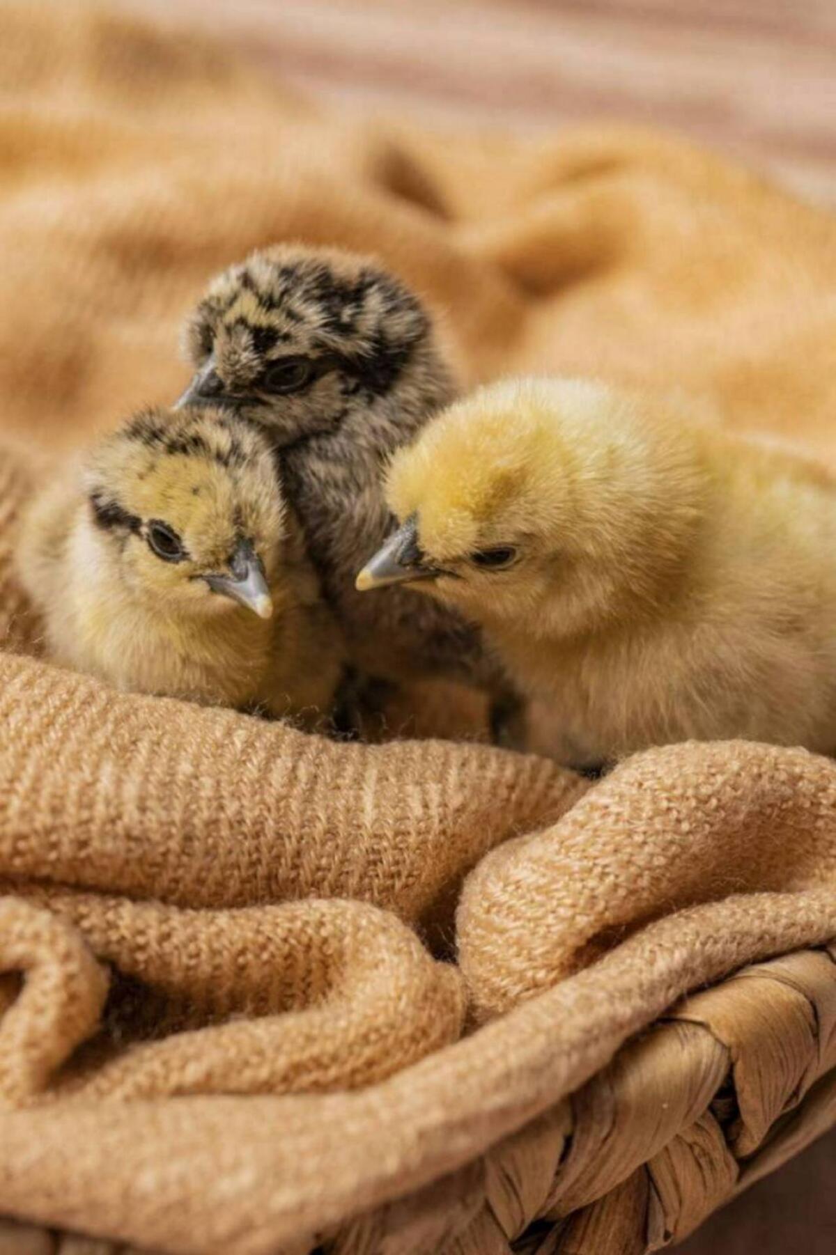 Seidenhühner-Küken suchen neues Zuhause 2