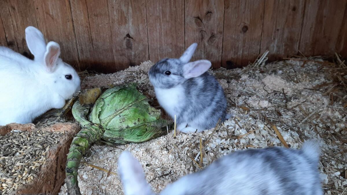 Zwergkaninchen Jungtiere 2