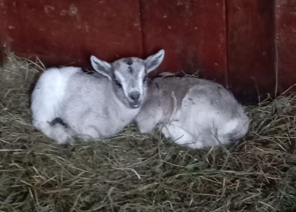 Max und Moritz - Mini-Zwergziegen 2
