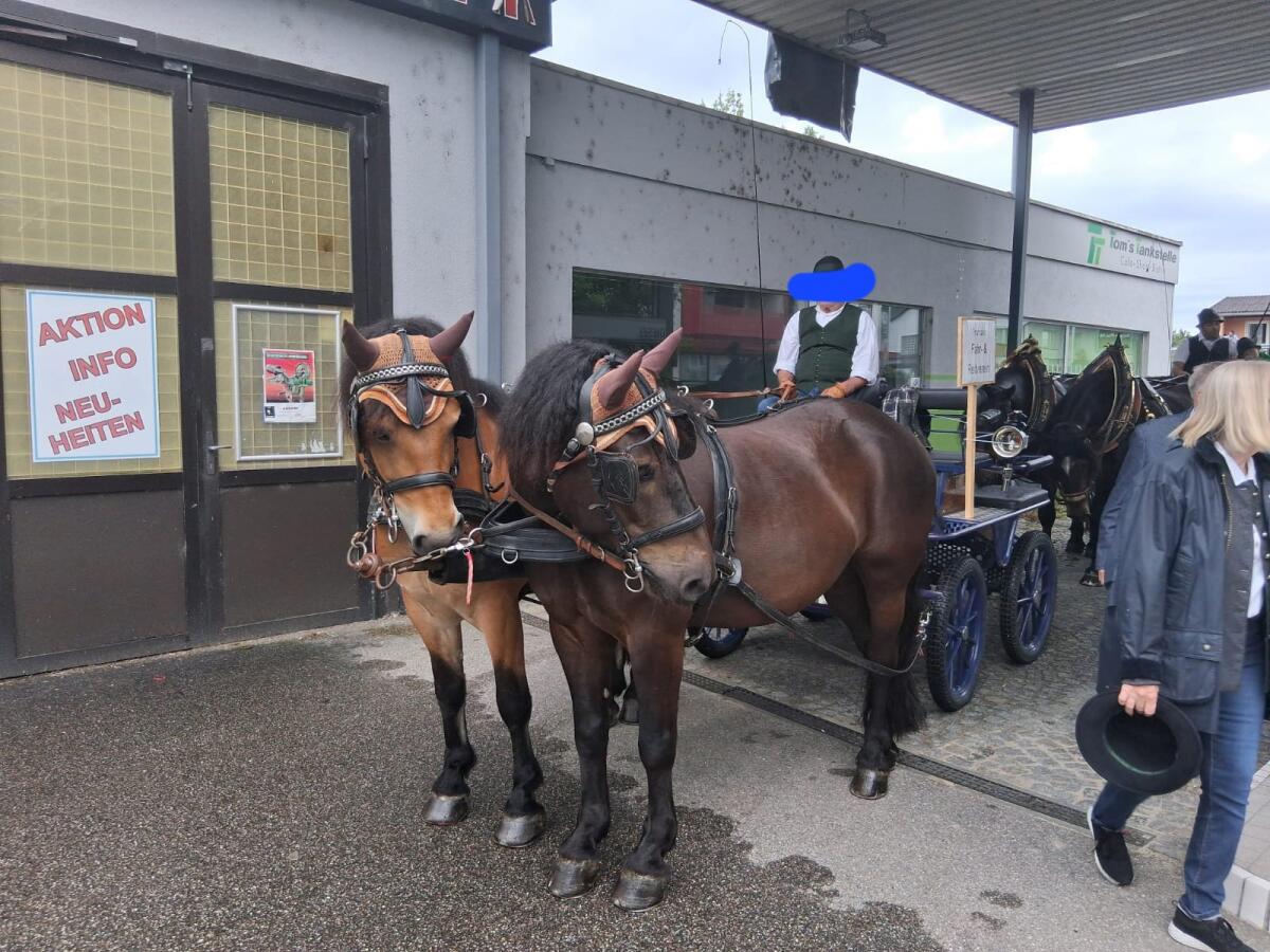 Gespannpferde zu verkaufen 2
