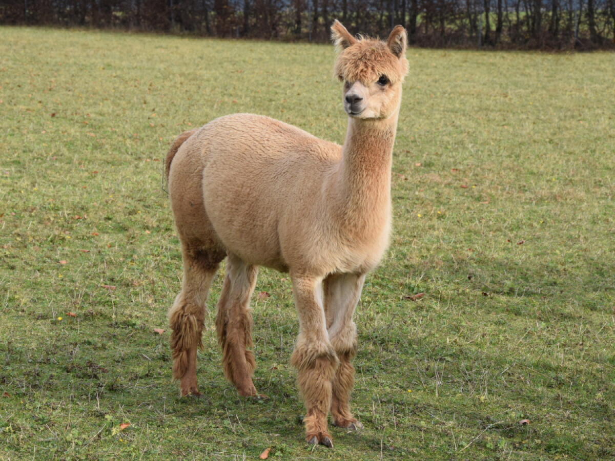 Alpaka 3