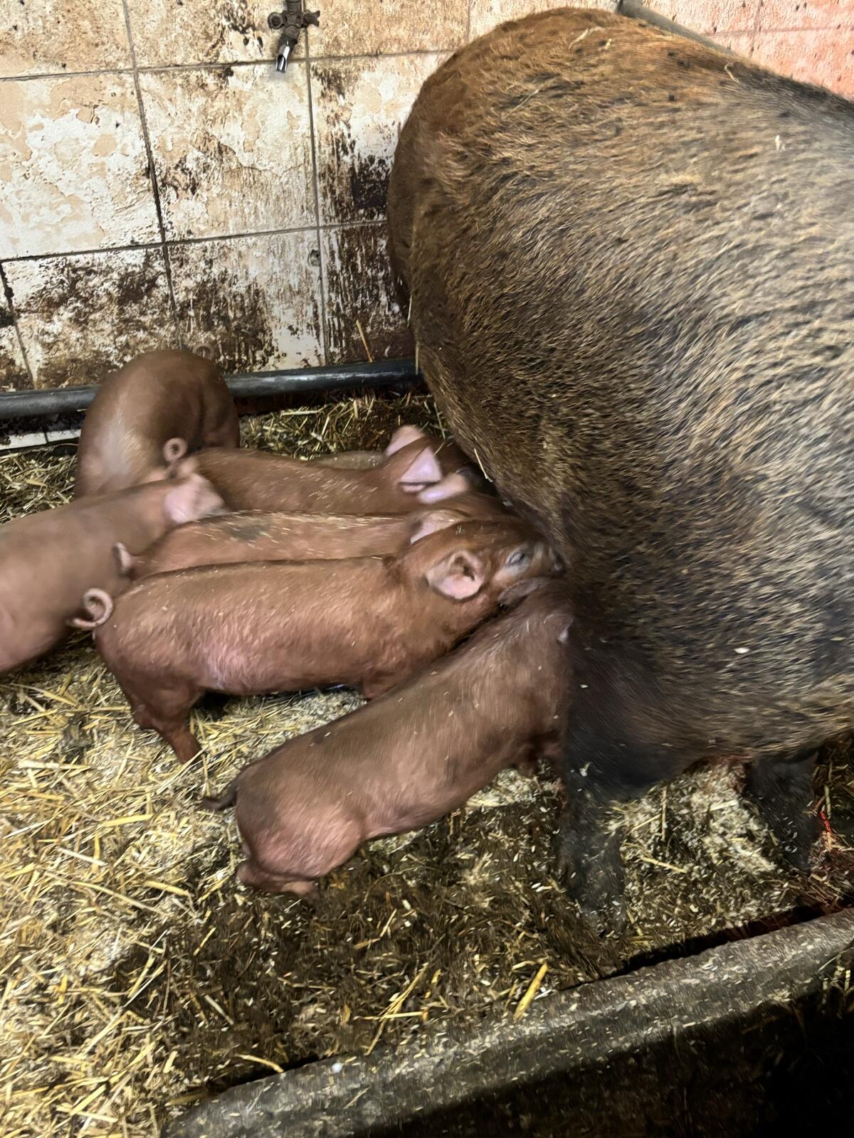 Verkaufe reinrassige Duroc Ferkel 2