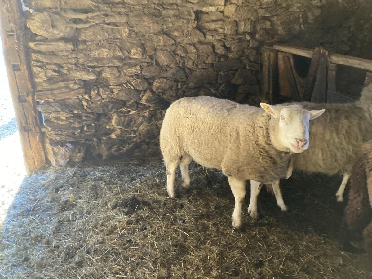 Widder Berrichon/Texel 2