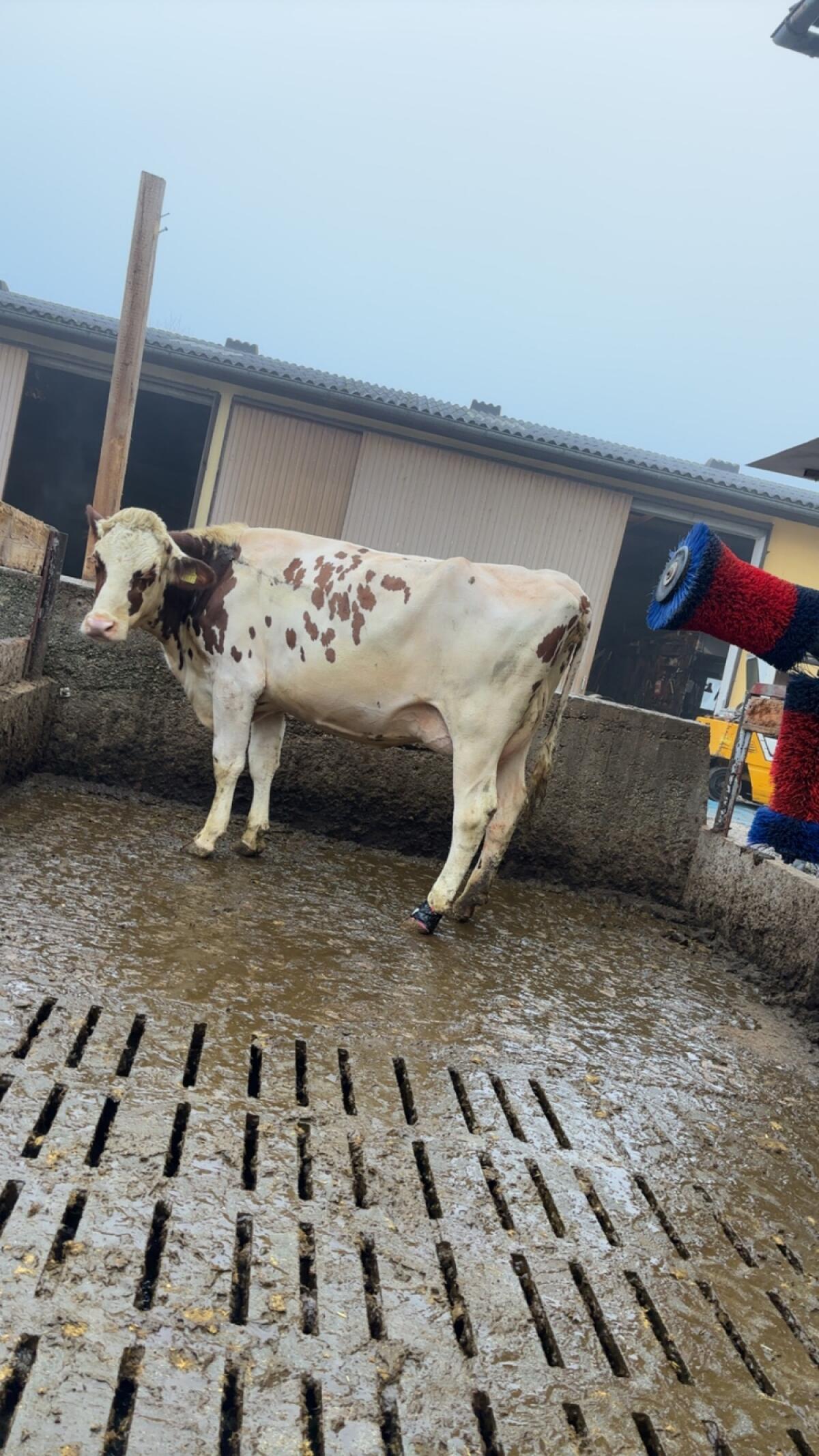 HF (Zucht-) Stierkalb 3