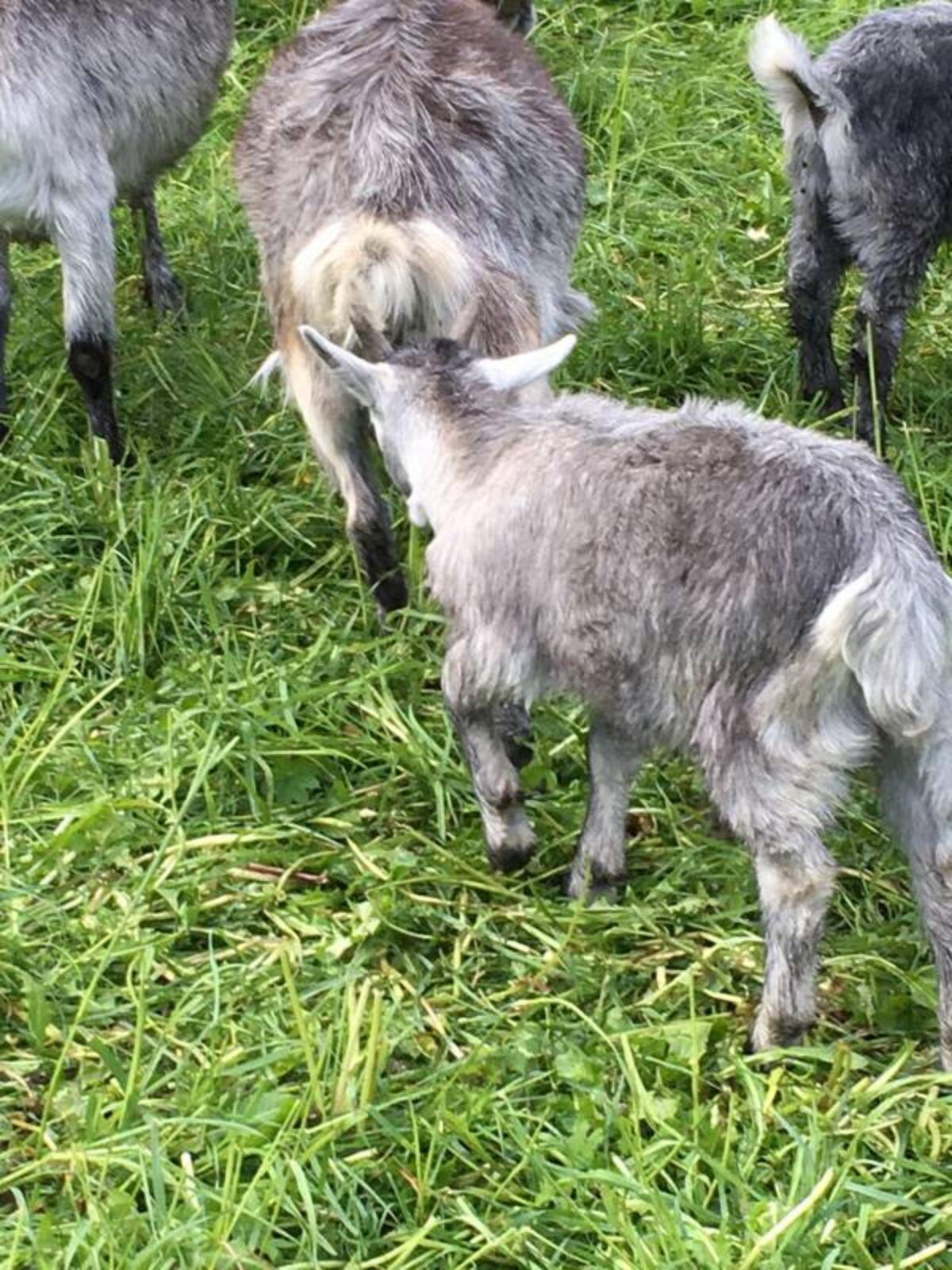 Blobe Ziegen und Kitz 2