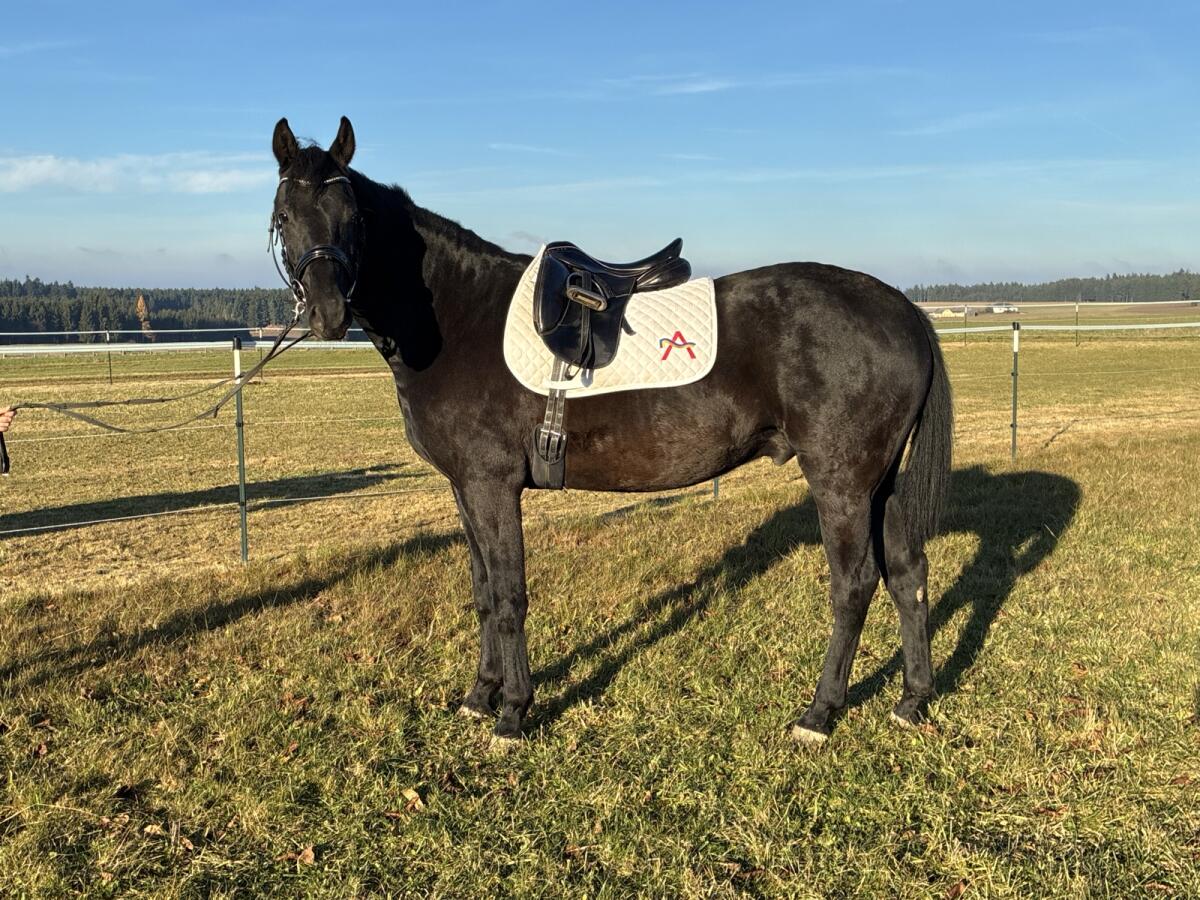 Zukünftiges Verlasspferd 2